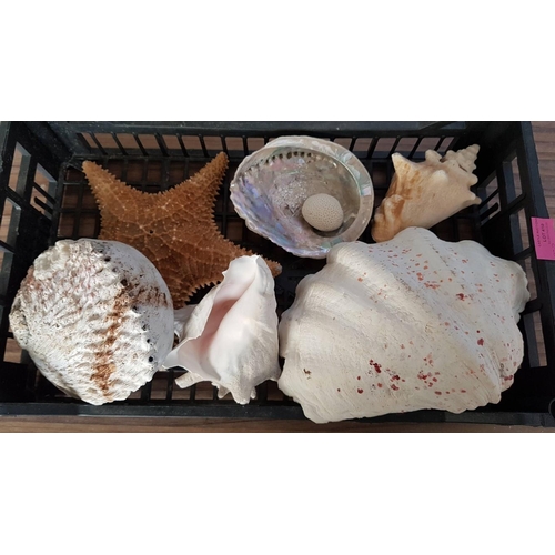 410 - Collection of Large Sea Shells