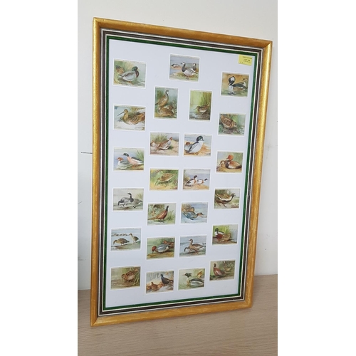 125 - Collection of Bird Cigarette Cards in Frame