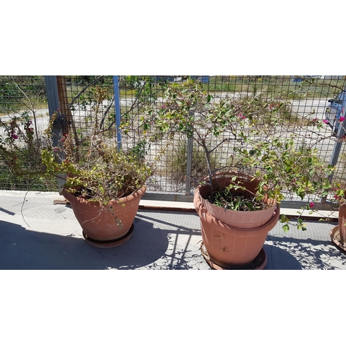 320 - 2 x Bouganvillea Plants (Fuschia) in Large Plastic Plant Pots