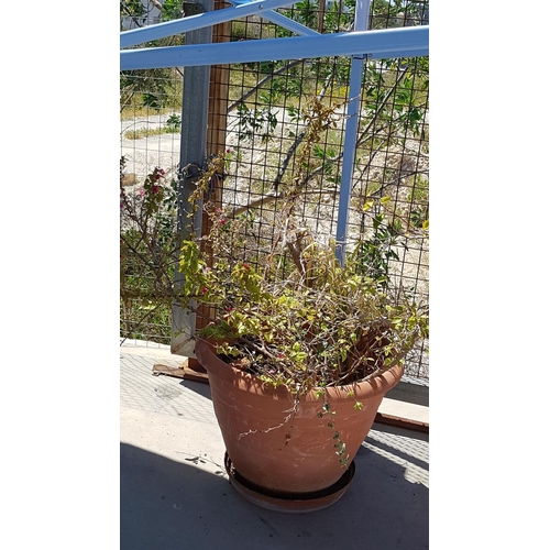 320 - 2 x Bouganvillea Plants (Fuschia) in Large Plastic Plant Pots