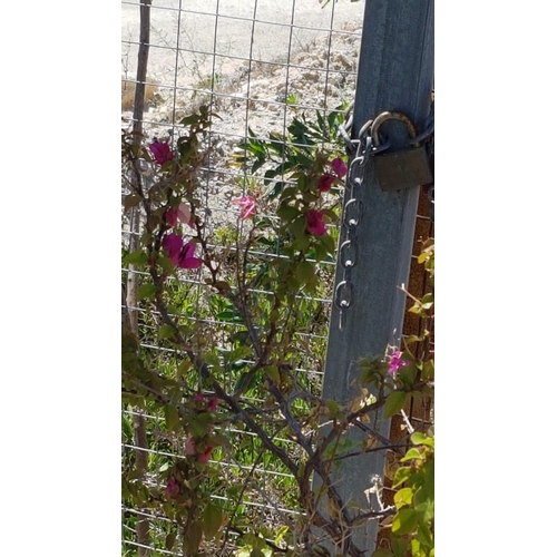 320 - 2 x Bouganvillea Plants (Fuschia) in Large Plastic Plant Pots