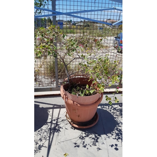 320 - 2 x Bouganvillea Plants (Fuschia) in Large Plastic Plant Pots