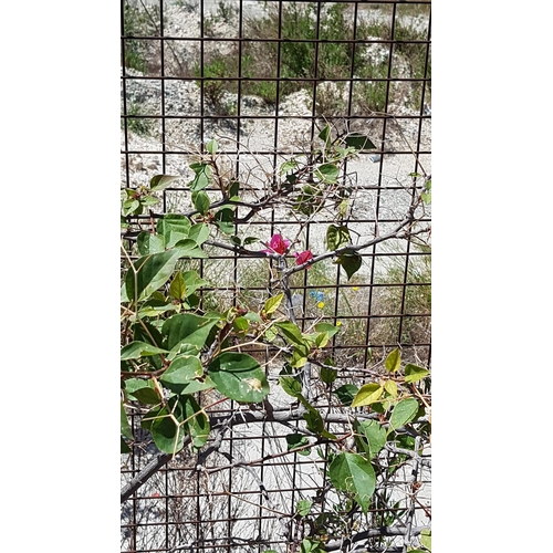 320 - 2 x Bouganvillea Plants (Fuschia) in Large Plastic Plant Pots