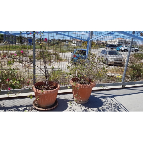 321 - 2 x Bougainvillea Plants in Large Plastic Plant Pots (Fuchsia and Yellow)