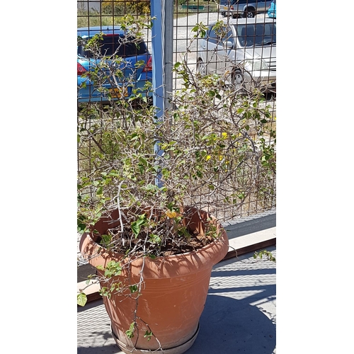 321 - 2 x Bougainvillea Plants in Large Plastic Plant Pots (Fuchsia and Yellow)