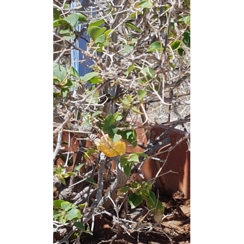 321 - 2 x Bougainvillea Plants in Large Plastic Plant Pots (Fuchsia and Yellow)