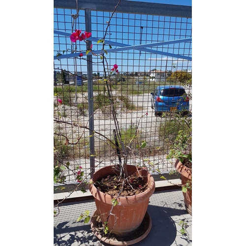 321 - 2 x Bougainvillea Plants in Large Plastic Plant Pots (Fuchsia and Yellow)