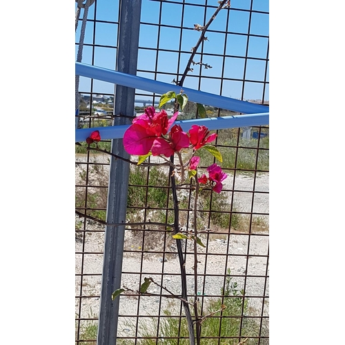 321 - 2 x Bougainvillea Plants in Large Plastic Plant Pots (Fuchsia and Yellow)