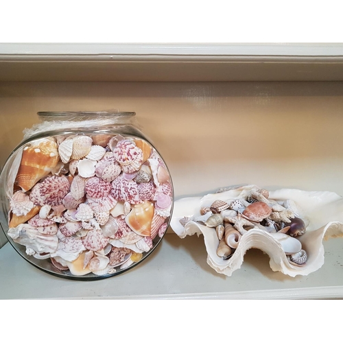 496 - Large Collection of Seashell