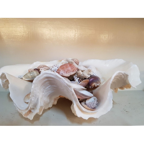 496 - Large Collection of Seashell