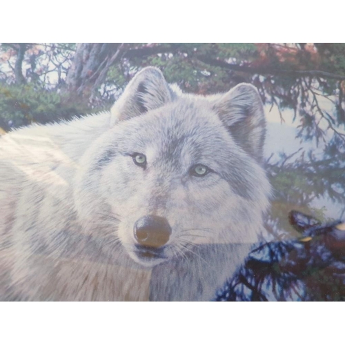 777 - Framed & Signed Limited Edition Stephen Grayford Print (704/1100) of Wolf, Titled 'Phantom of the No... 