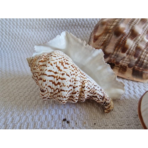 179 - Collection of Sea Shells / Conches, (6)