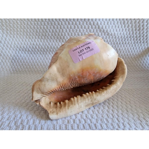 179 - Collection of Sea Shells / Conches, (6)