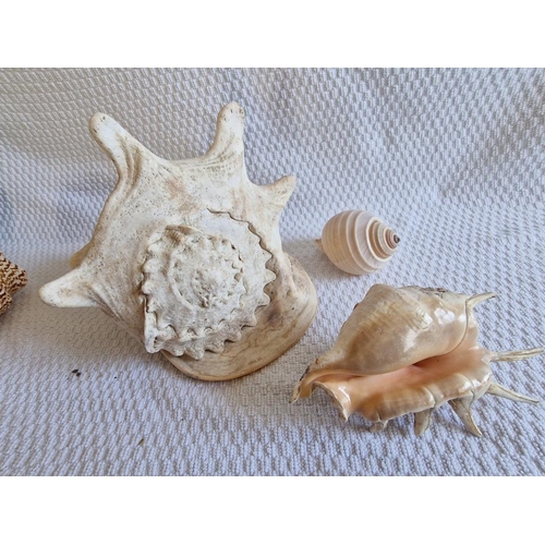 179 - Collection of Sea Shells / Conches, (6)