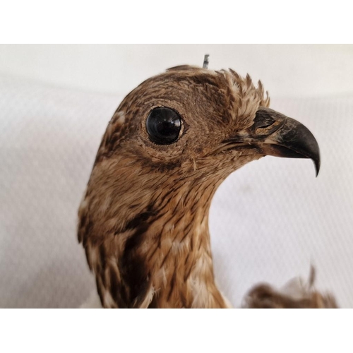 34 - Taxidermy of Eagle on Wooden Base, (Approx. H: 53cm)