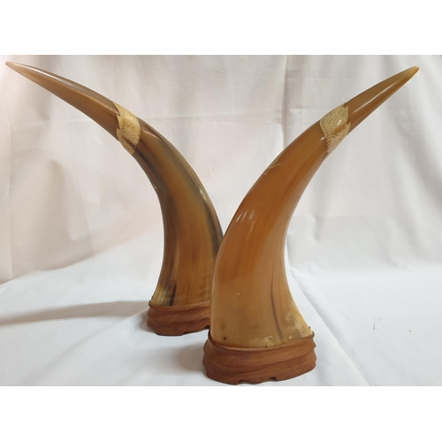 222 - Pair of Oriental Carved Buffalo Horns on Wooden Plinth Bases