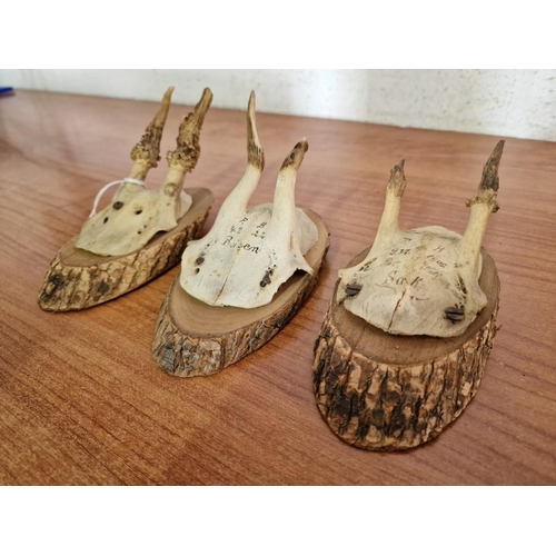 93 - 3 x Antique Deer Antlers Mounted on Wood / Wall Hanging (3)