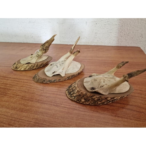 93 - 3 x Antique Deer Antlers Mounted on Wood / Wall Hanging (3)