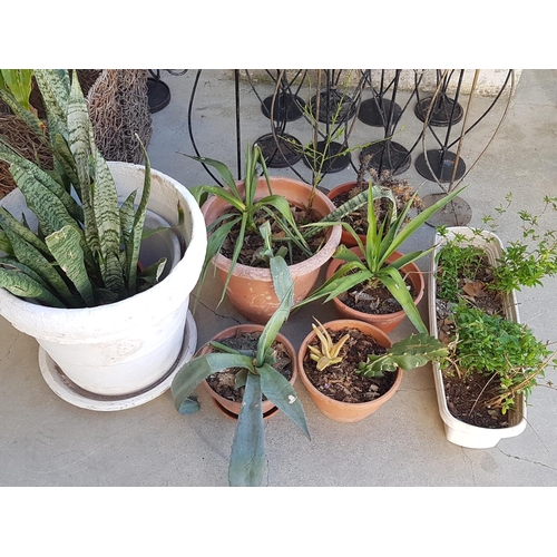 779 - Collection of 7 x Plant Pots Together with Plants