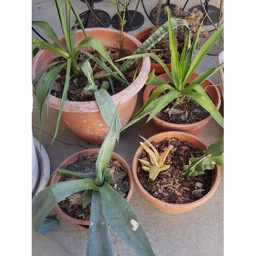 779 - Collection of 7 x Plant Pots Together with Plants