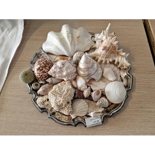 80 - White Metal Tray with Qty of Assorted Sea Shells & Coral