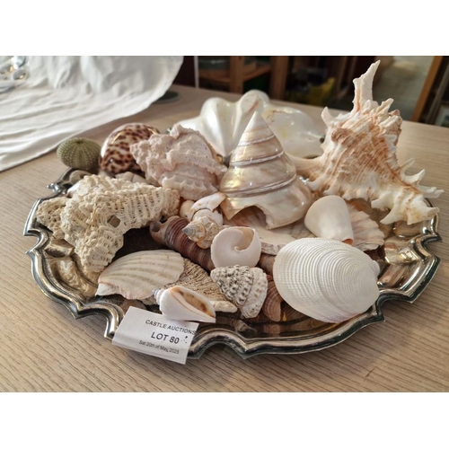 80 - White Metal Tray with Qty of Assorted Sea Shells & Coral