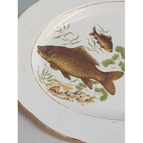 36 - Royal Imperial Fine Bone China Oval Shaped Platter Decorated with Fish, Together with 2 x Oyster She... 