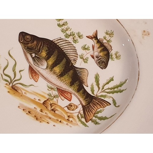 36 - Royal Imperial Fine Bone China Oval Shaped Platter Decorated with Fish, Together with 2 x Oyster She... 