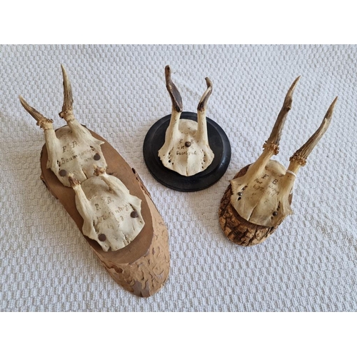 18 - 3 x Antique German Deer Skulls with Antlers, Mounted on Wood, (3)