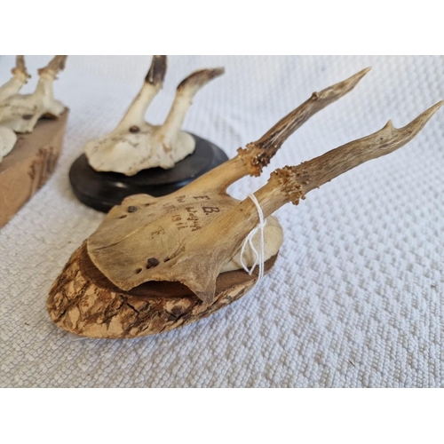 18 - 3 x Antique German Deer Skulls with Antlers, Mounted on Wood, (3)