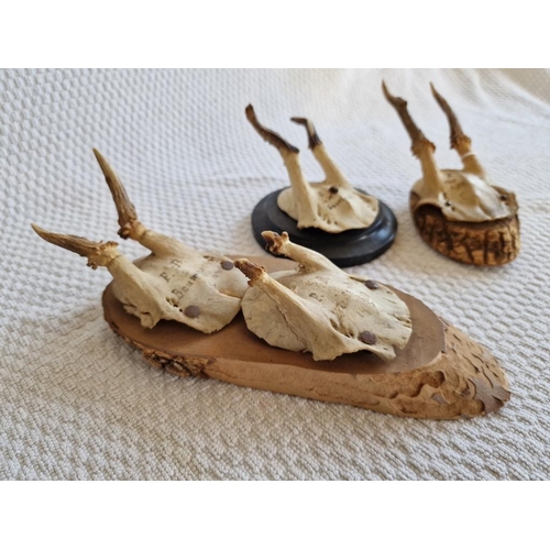 18 - 3 x Antique German Deer Skulls with Antlers, Mounted on Wood, (3)