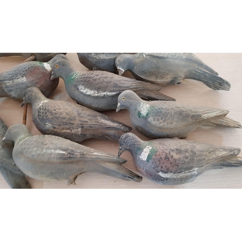 97 - Collection of 10 x Pheasant / Pigeons for Hunting (A/F)