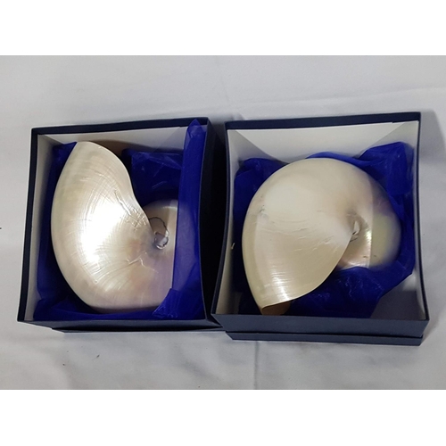 80 - Huge Pearl Shells Chambered Nautilus (Approx. 13 x 17cm), (2)