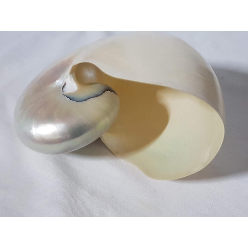 80 - Huge Pearl Shells Chambered Nautilus (Approx. 13 x 17cm), (2)