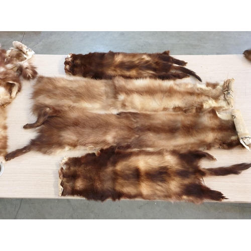 71 - 30 x Pieces of Mink / Chinchilla Fur, of Varying Sizes and Colour