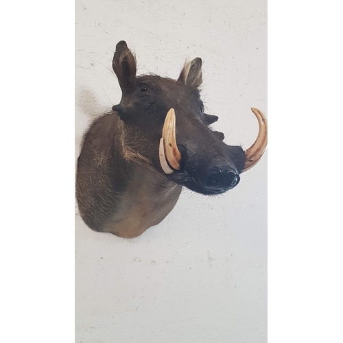 113 - Large Taxidermy of Warthog Shoulder Mount