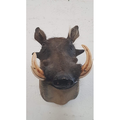 113 - Large Taxidermy of Warthog Shoulder Mount