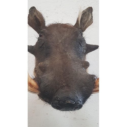 113 - Large Taxidermy of Warthog Shoulder Mount