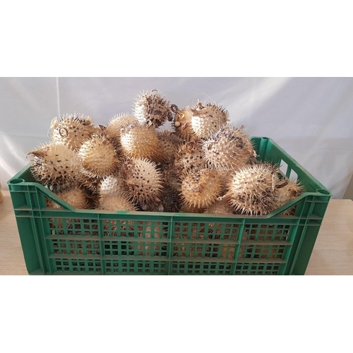 791 - Huge Collection of Dried Puffer Fish, (Approx. 40 Pcs)