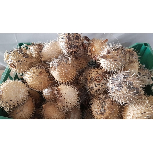 791 - Huge Collection of Dried Puffer Fish, (Approx. 40 Pcs)