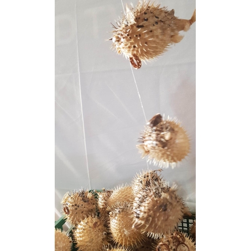 791 - Huge Collection of Dried Puffer Fish, (Approx. 40 Pcs)