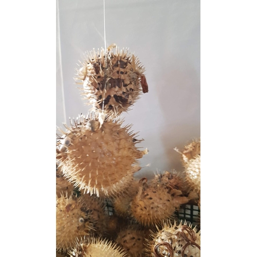 791 - Huge Collection of Dried Puffer Fish, (Approx. 40 Pcs)