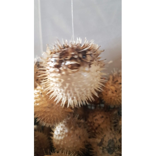 791 - Huge Collection of Dried Puffer Fish, (Approx. 40 Pcs)