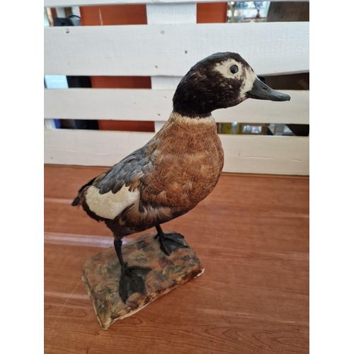 179 - Taxidermy of a Duck, (Approx. Max H: 42cm)