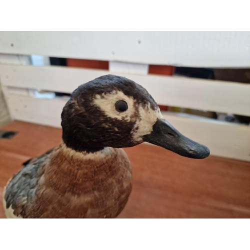 179 - Taxidermy of a Duck, (Approx. Max H: 42cm)