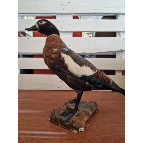 179 - Taxidermy of a Duck, (Approx. Max H: 42cm)