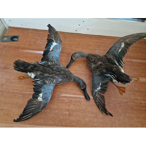 180 - 2 x Taxidermy Ducks (Max. Wing Span 60cm), (2)