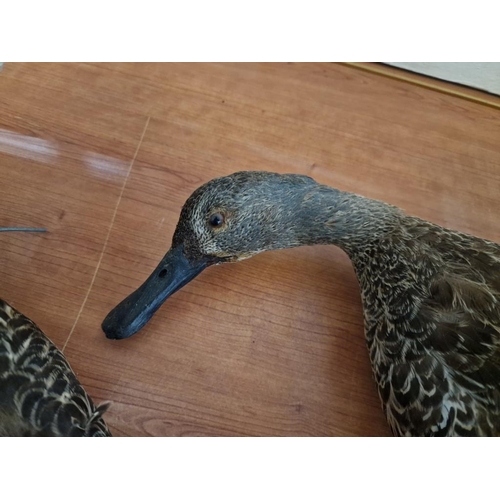 180 - 2 x Taxidermy Ducks (Max. Wing Span 60cm), (2)