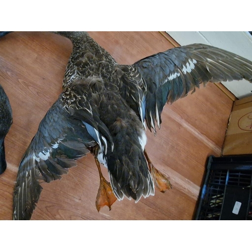 180 - 2 x Taxidermy Ducks (Max. Wing Span 60cm), (2)