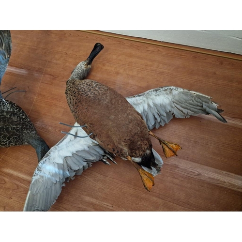 180 - 2 x Taxidermy Ducks (Max. Wing Span 60cm), (2)